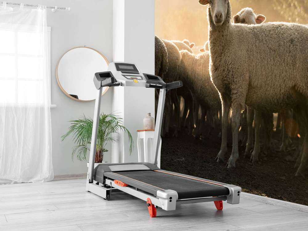 Fårflock med gyllene timme