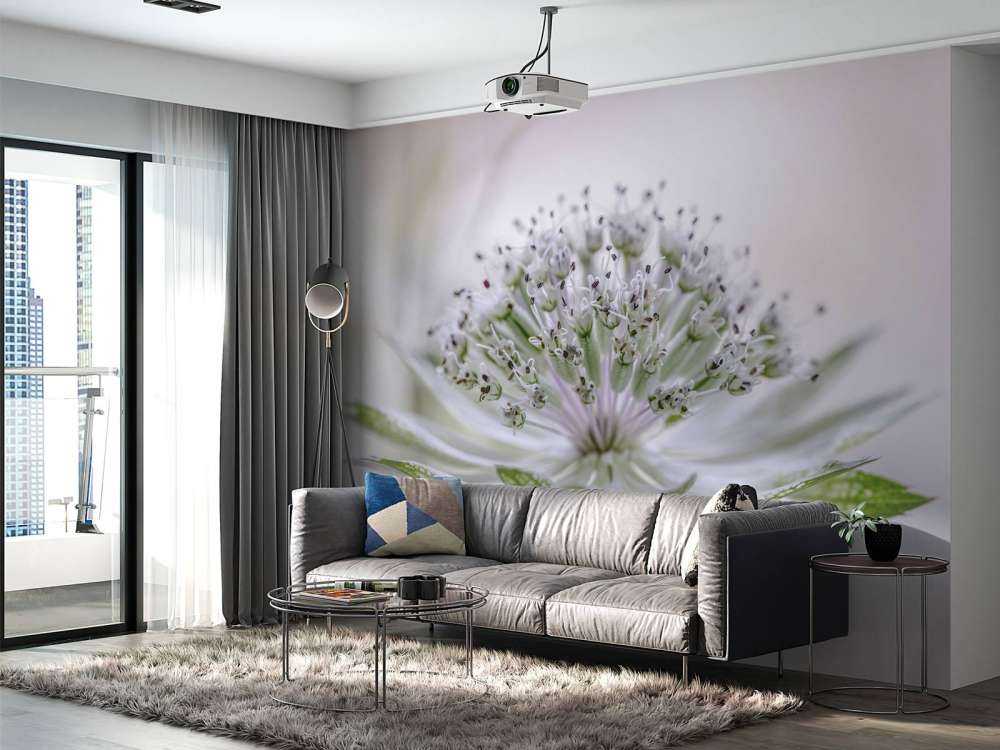 Astrantia