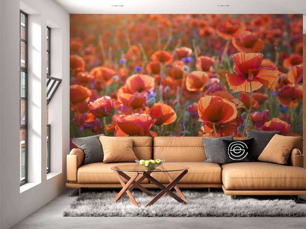 Vallmo i kvällsljuset