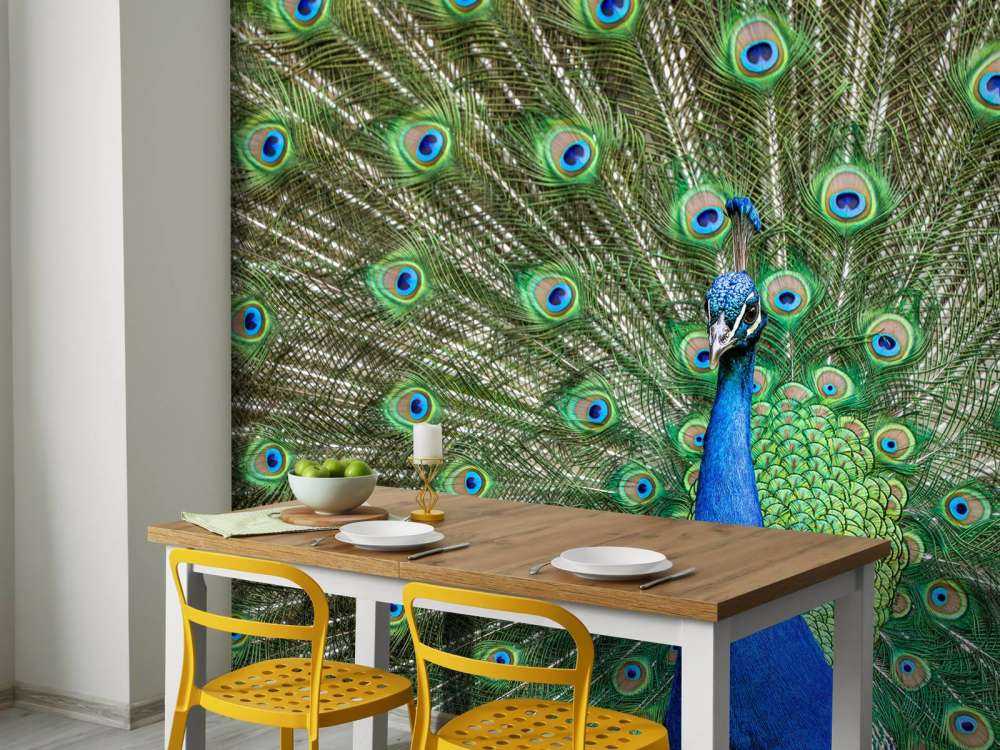 Påfugl med udvidede fjer