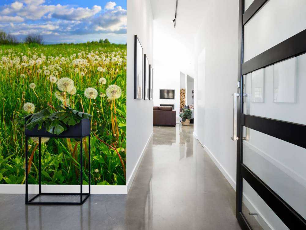 Marker med mælkebøtter