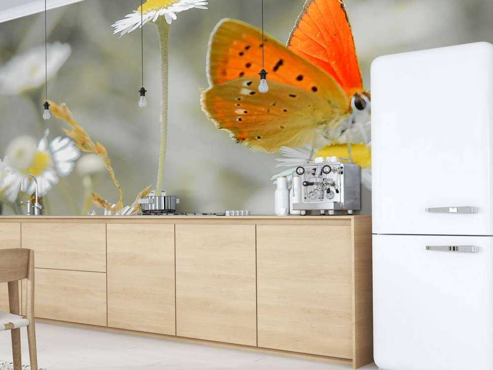 Tusindfryd og orange sommerfugl