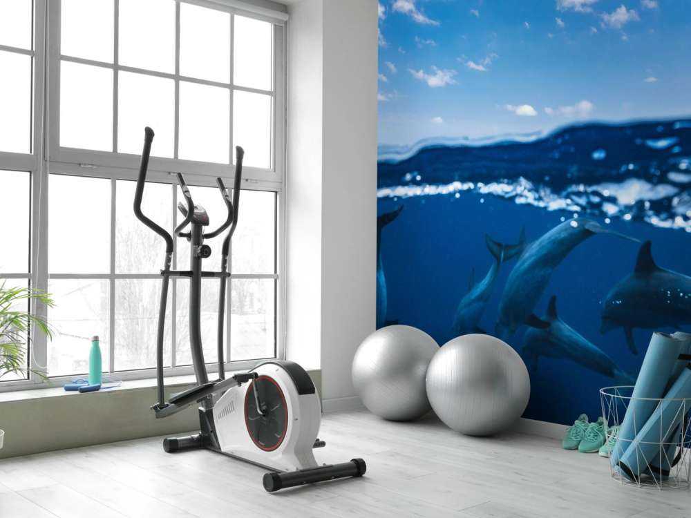 Between air and water with the dolphins