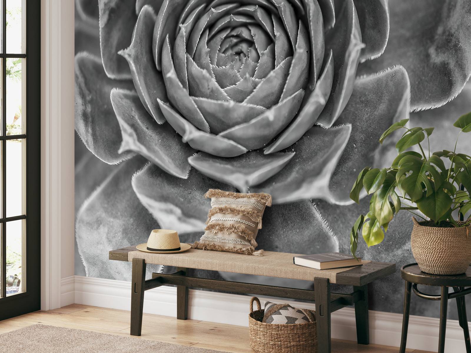 Nærbillede af saftige planter