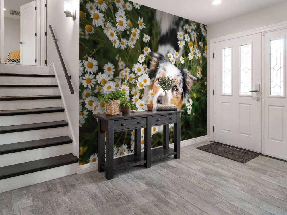 Australsk hyrde blandt blomster