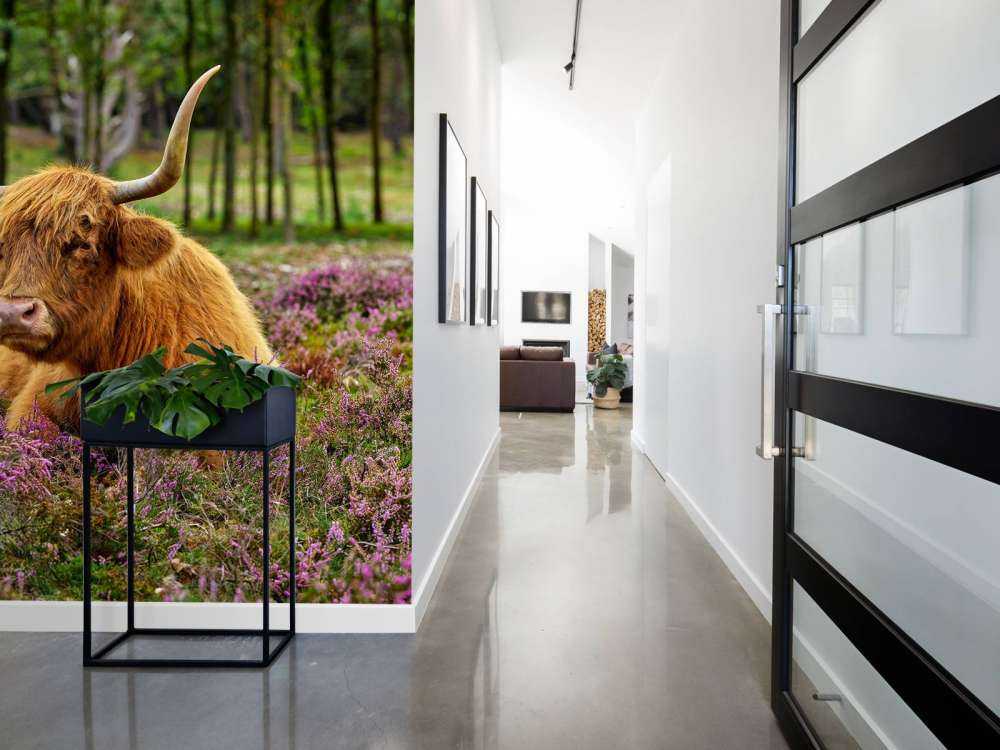 Skotsk højlander mellem lilla lyng