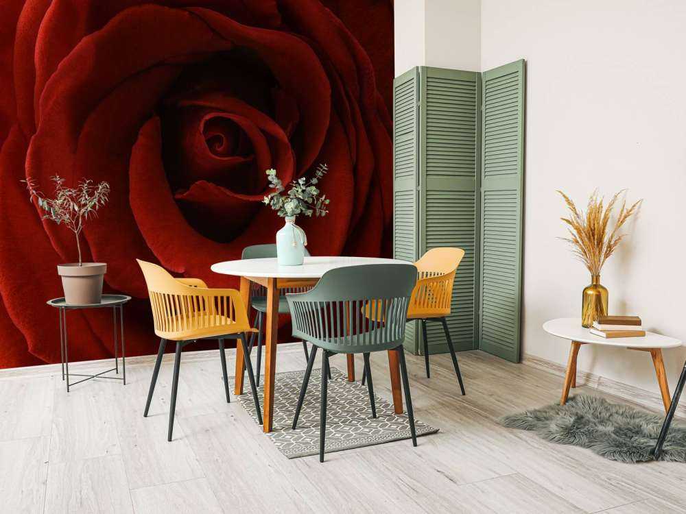 Nærbillede rød rose