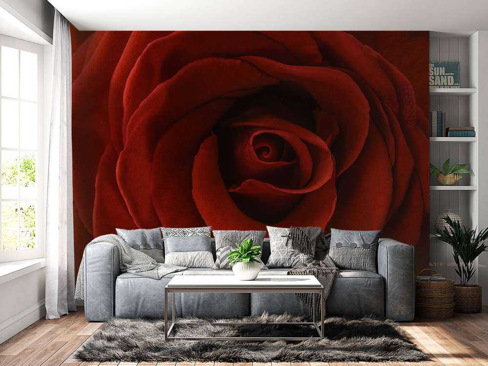 Nærbillede rød rose