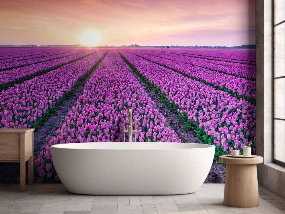 Tulipanmark ved solopgang