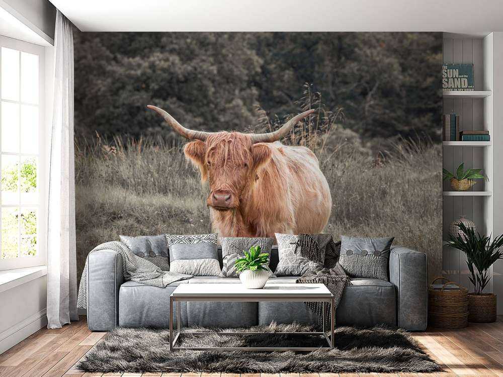 Scottish Highlander i marken