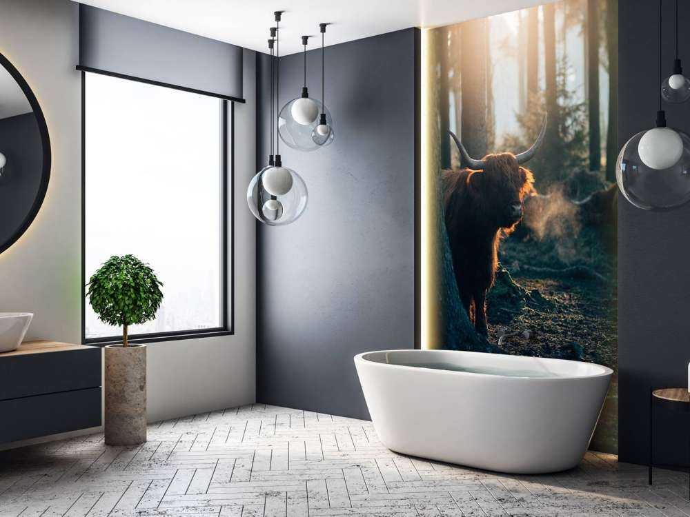 Scottish Highlander i morgenlys