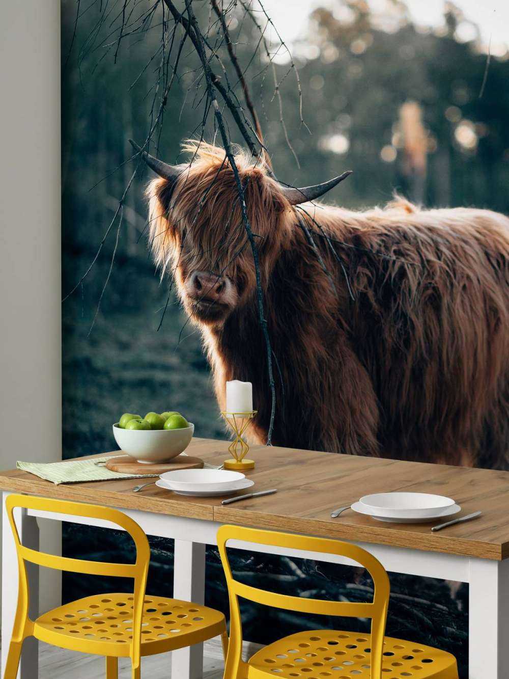 Scottish Highlander i udkanten af __skoven