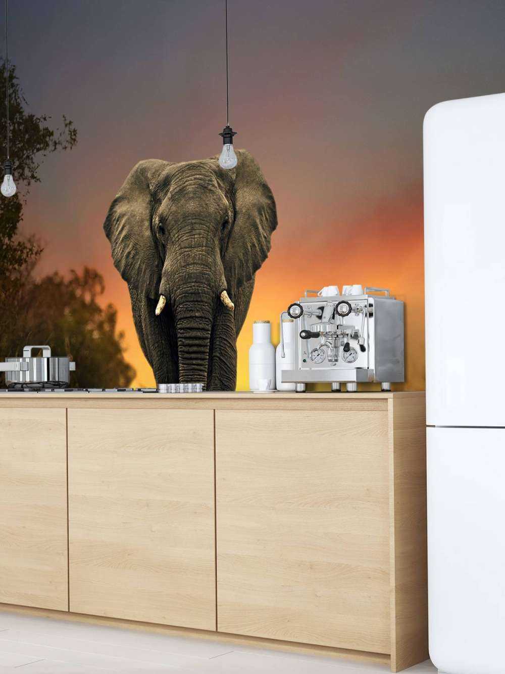 Elefant i solnedgangen