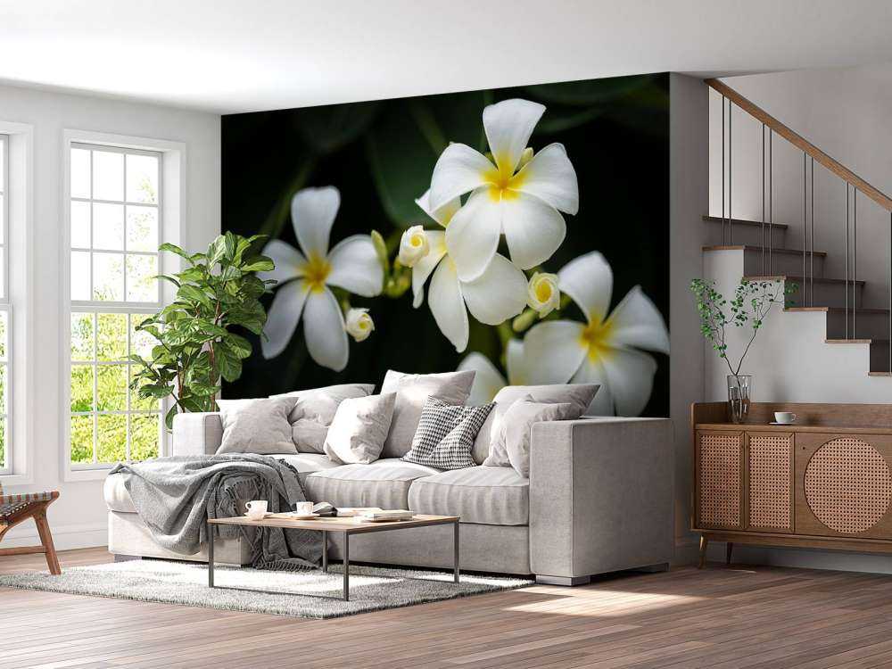 Nærbilde Plumeria