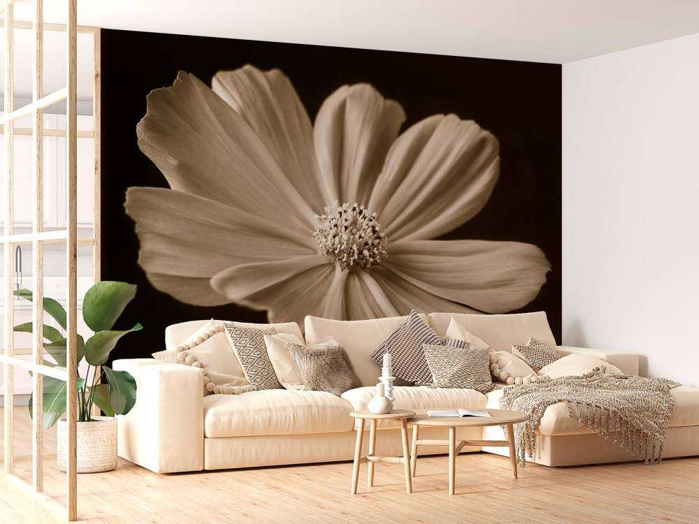 Kosmosblomst