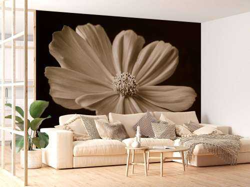 Kosmosblomst