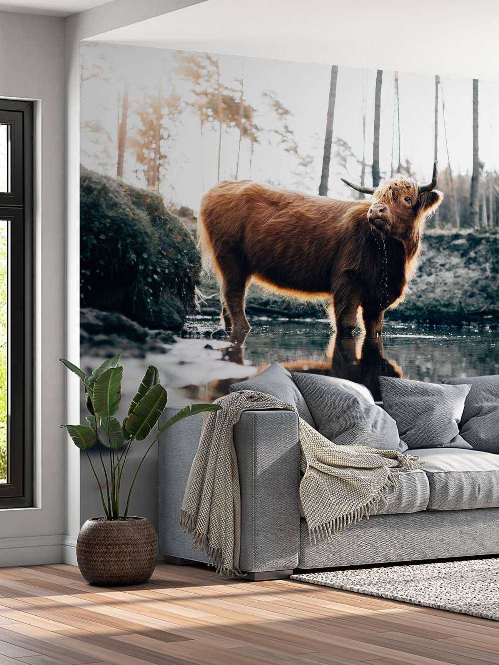 Skotsk høylander i vannet