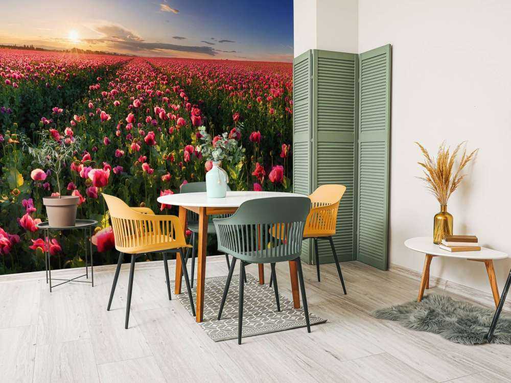 Fält med rosa vallmo