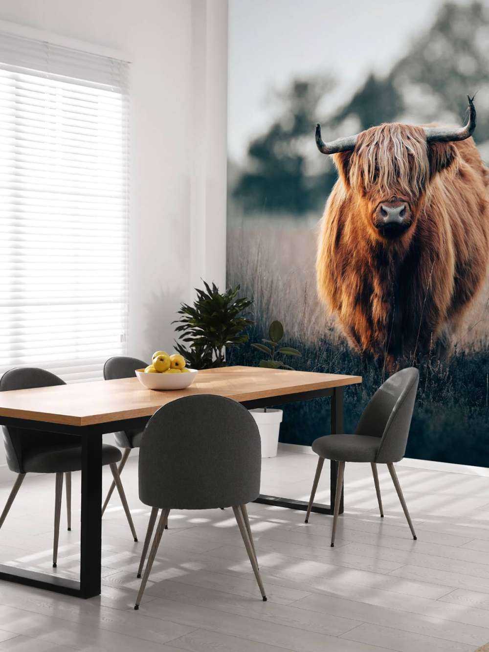 Porträtt av highland boskap