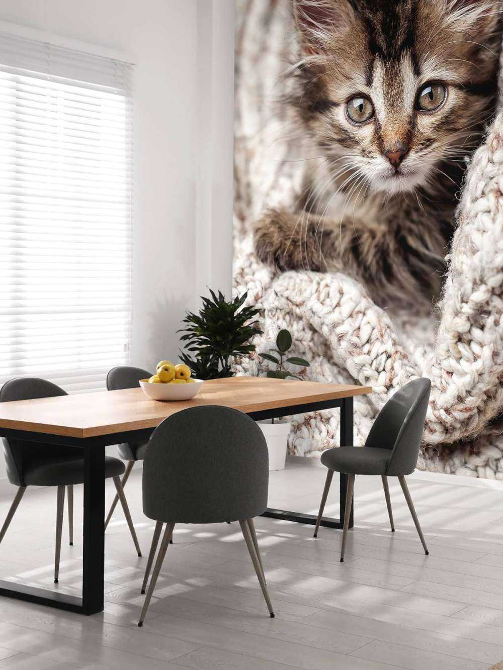 Katt i en filt
