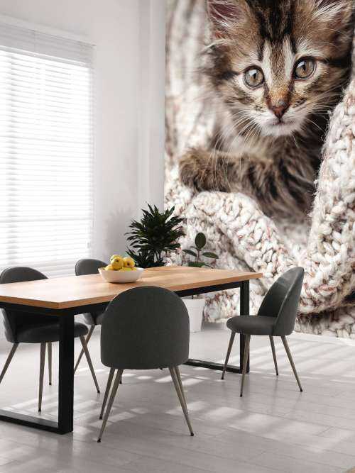 Katt i en filt