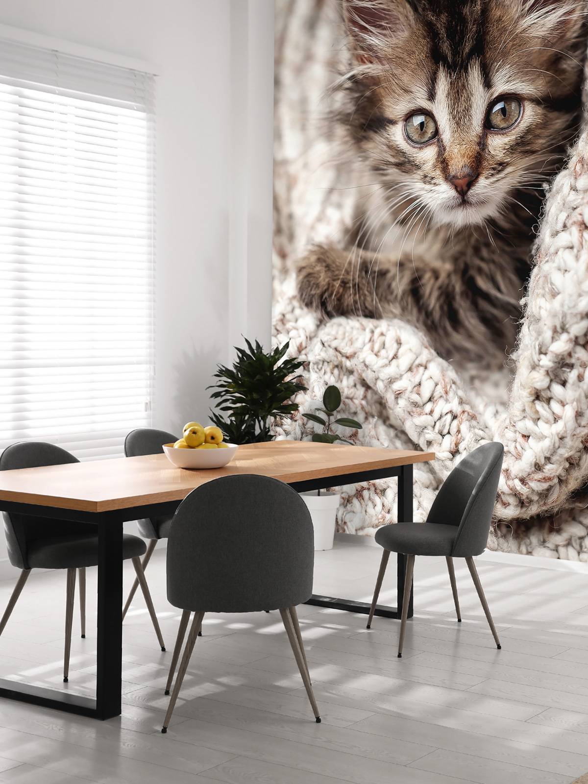 Katt i en filt
