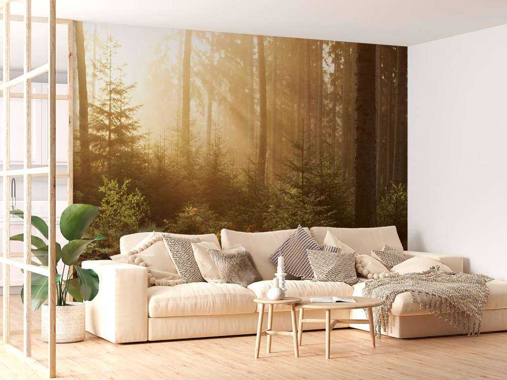 Solstråler gjennom skogen