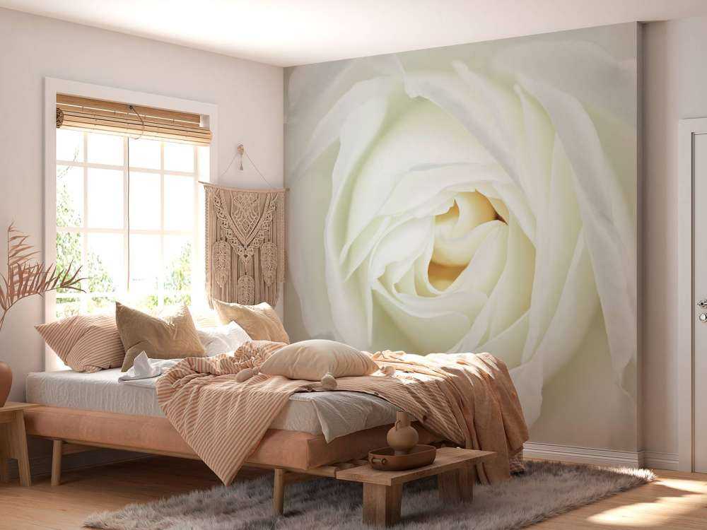 Hvit rose