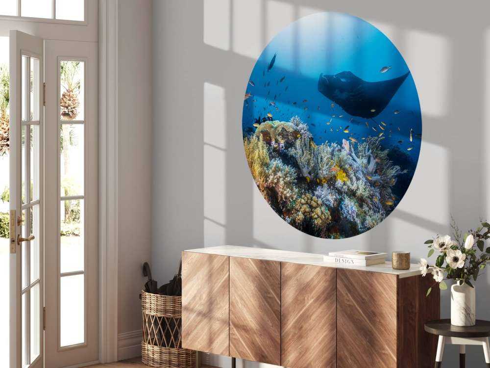 Manta reef on the reef