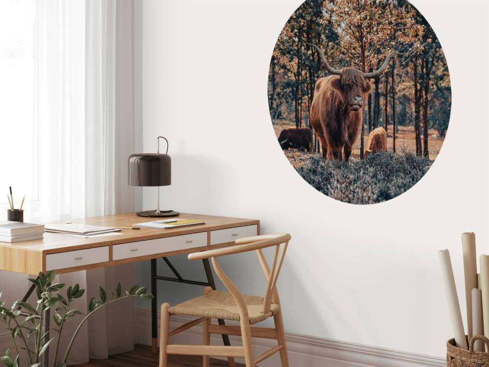 Skotsk høylander i utkanten av skogen