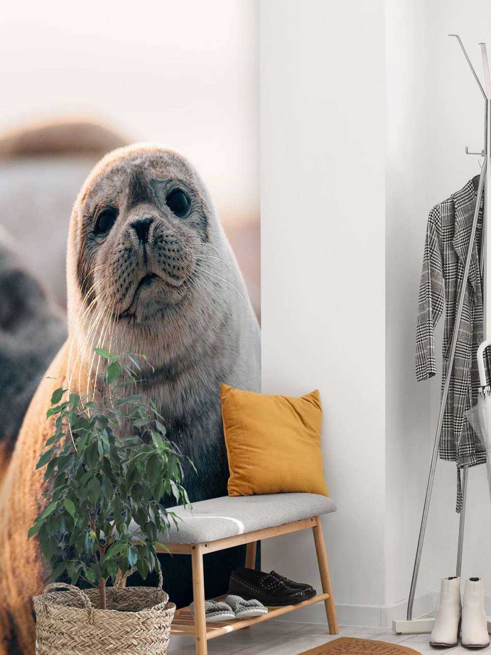 Säl på stranden i kvällsljus