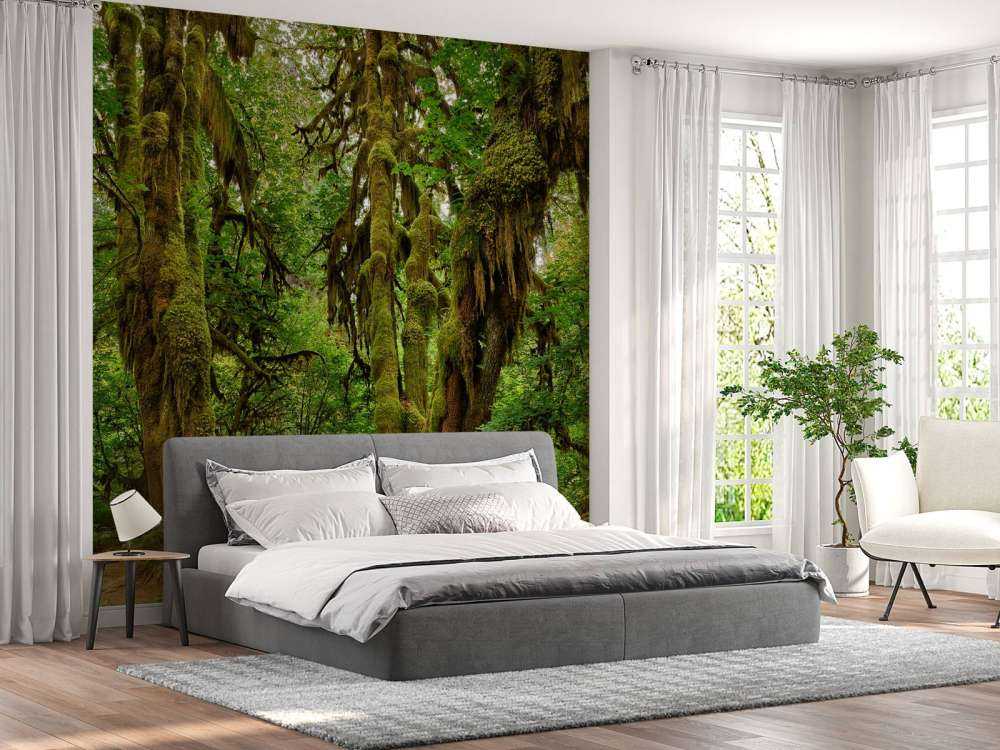 Gammal vildmarksskog