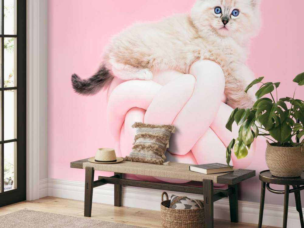 Vit katt på rosa bakgrund