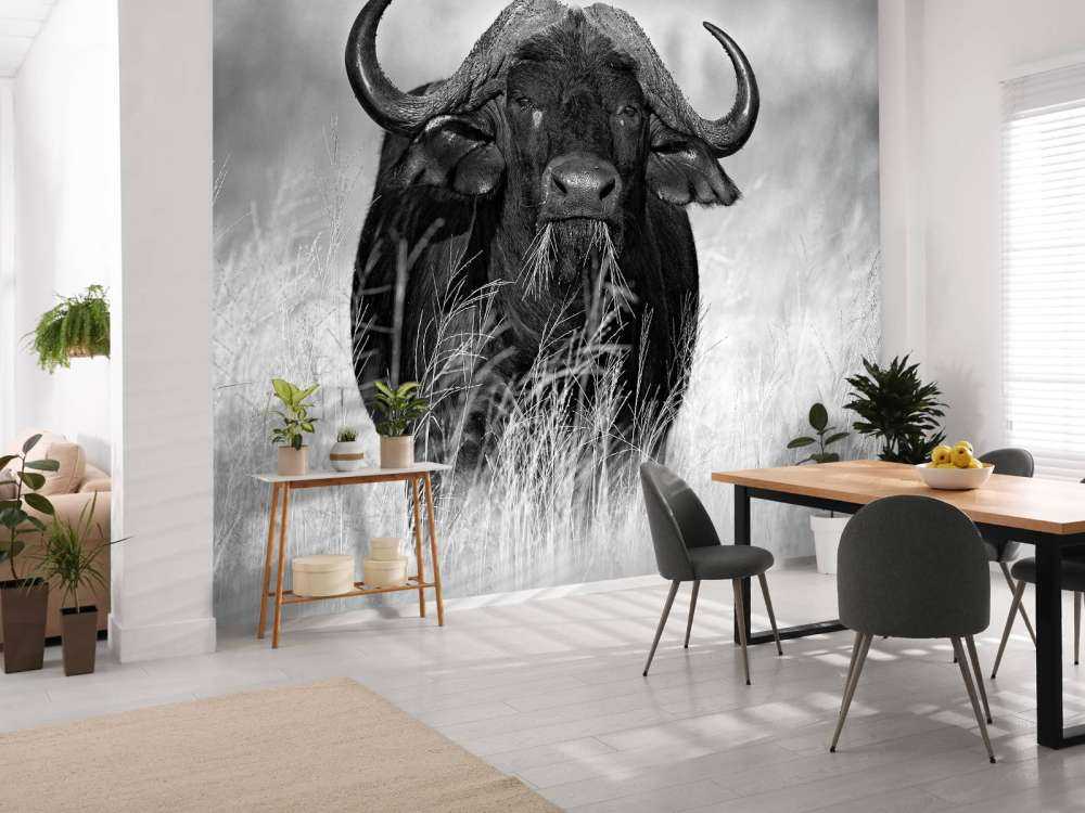 Buffalo i svart och vitt