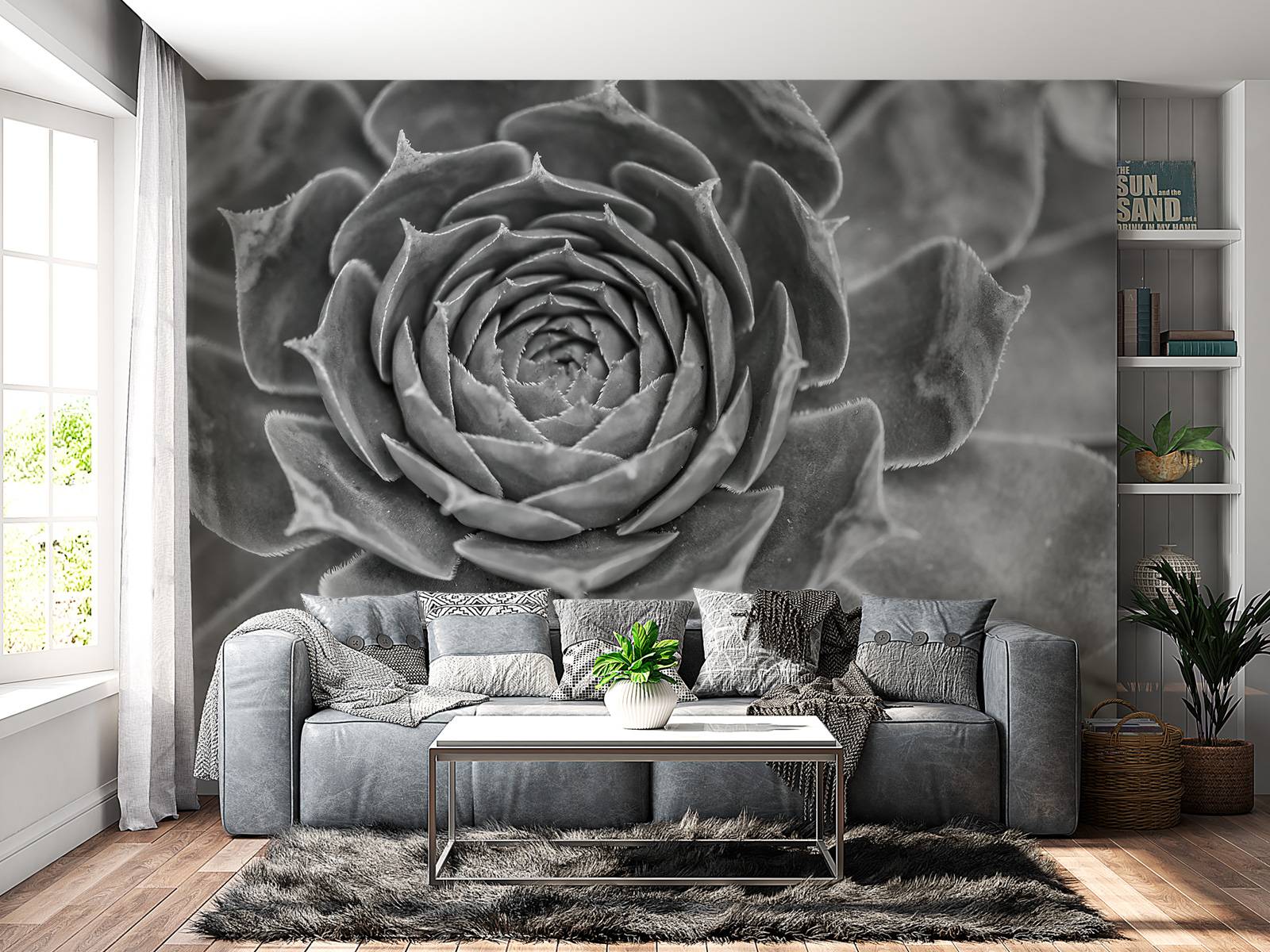 Nærbillede af saftige planter