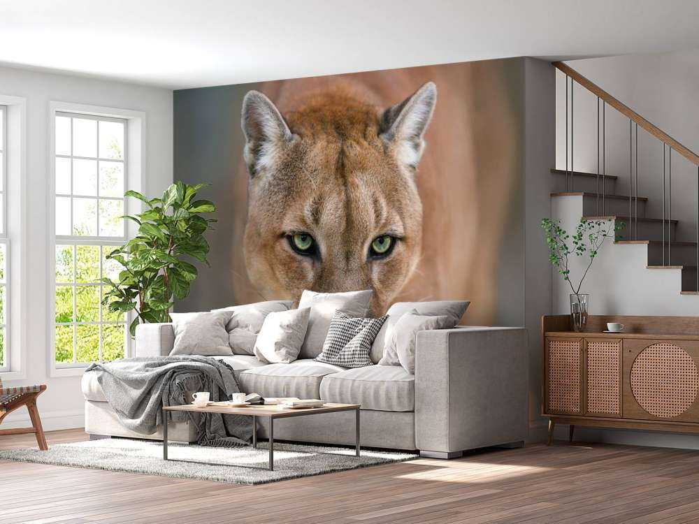 Puma nærbillede