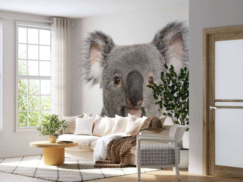Foto af en koala