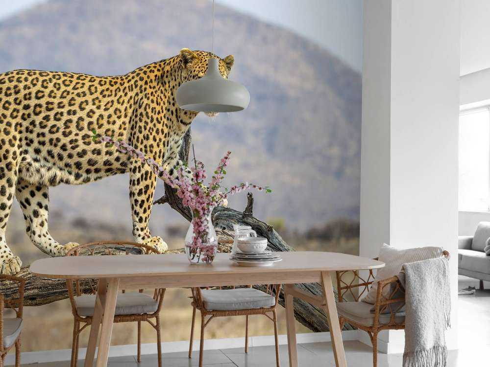 Leopard i Namibia