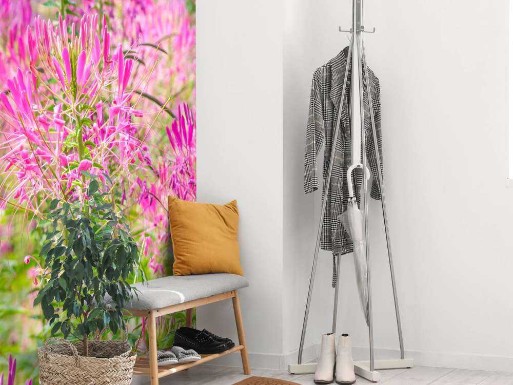 Cleome-blomster