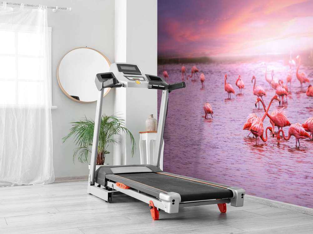 Flamingoer med solnedgang