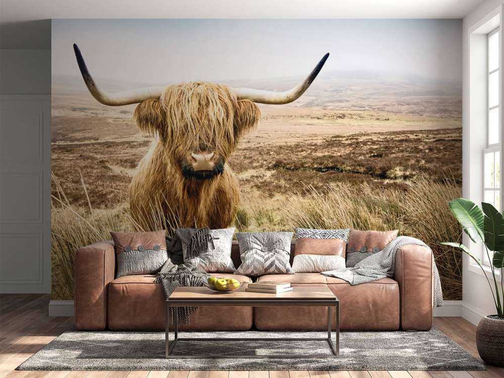 Scottish højlander med siv