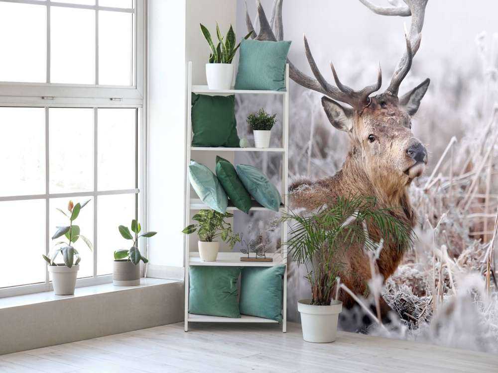 Kronhjortens vinterdrøm