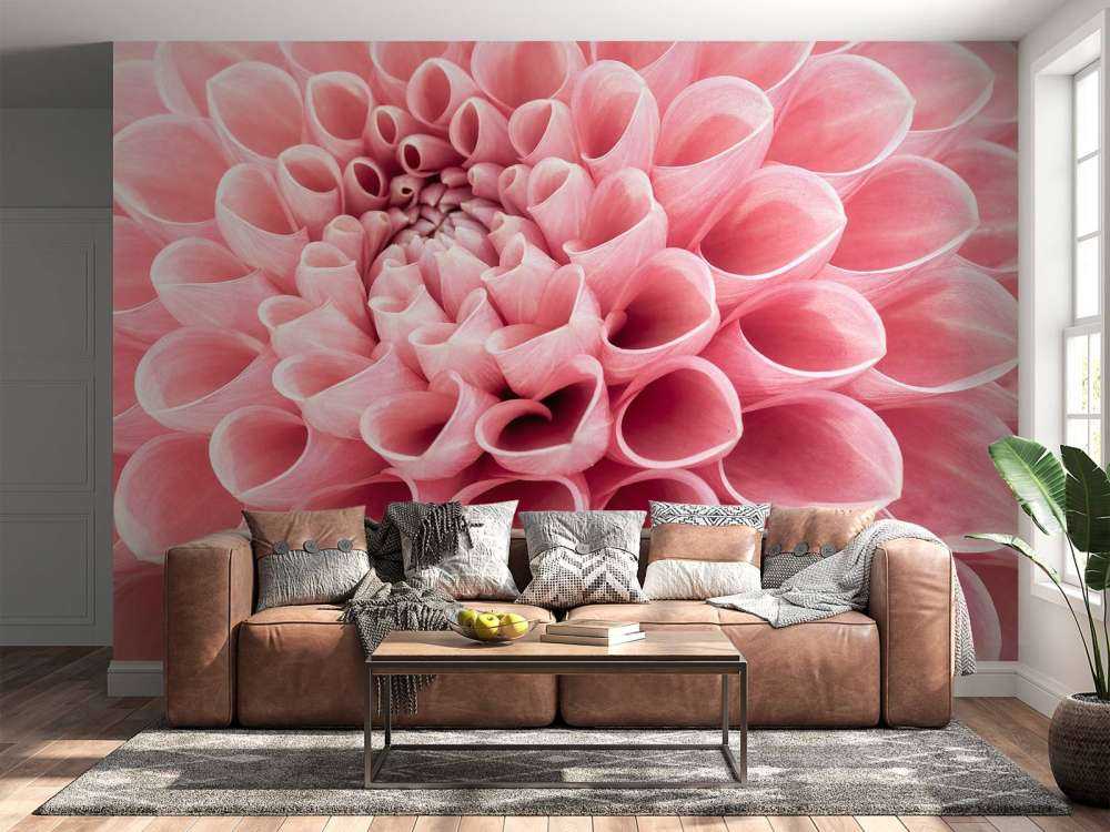 Rosa dahlia