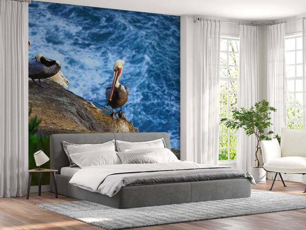 California Pelikaner