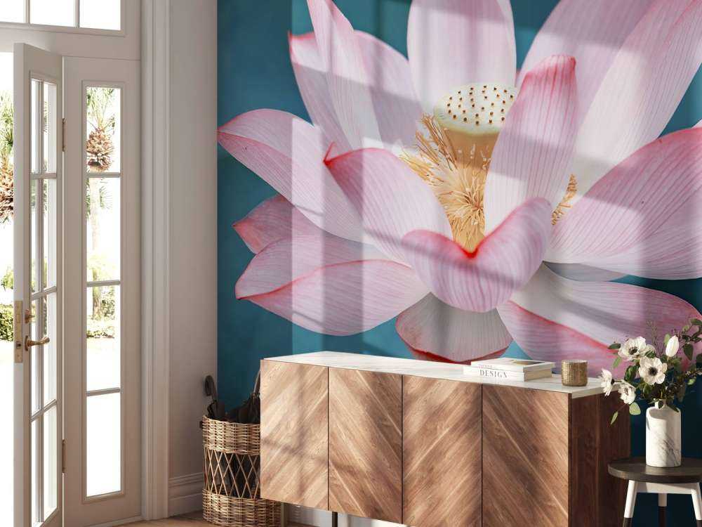 Rykke sammen, av, lotusblomst