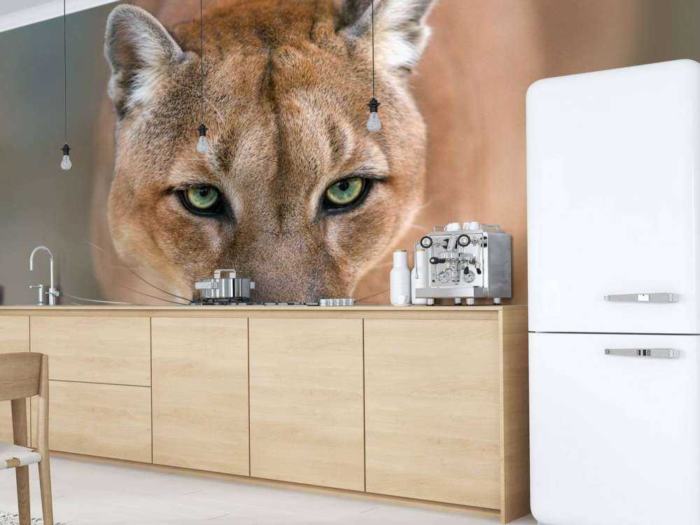 Puma på nært hgammel