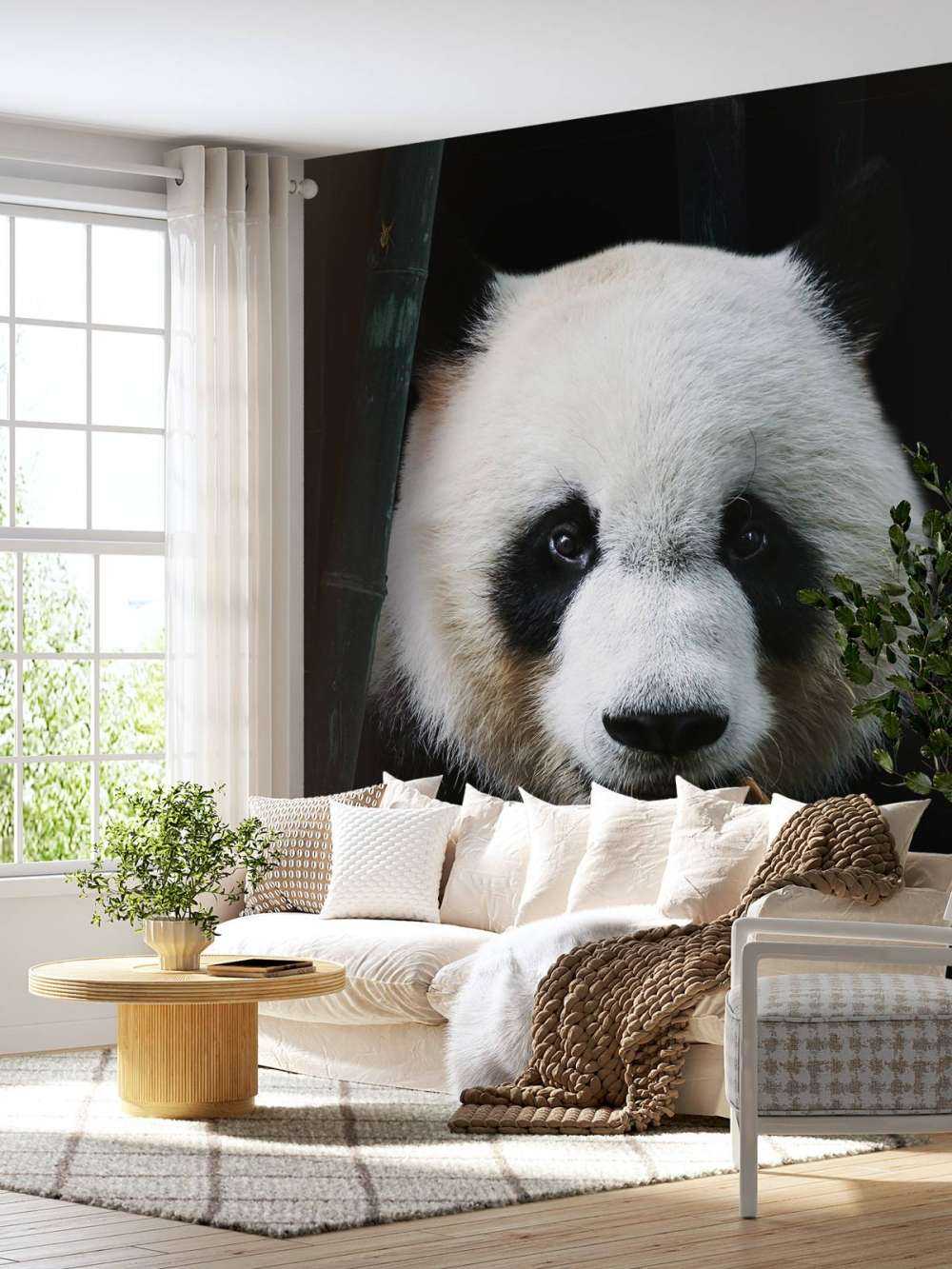 Panda Porträtt