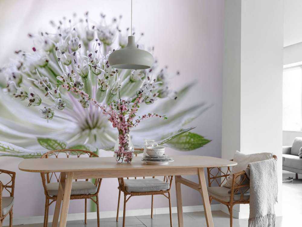 Astrantia