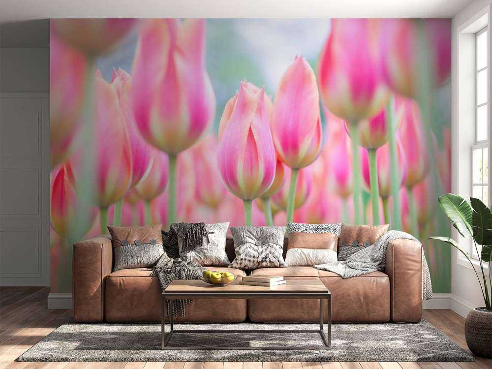 Närbild rosa tulpaner