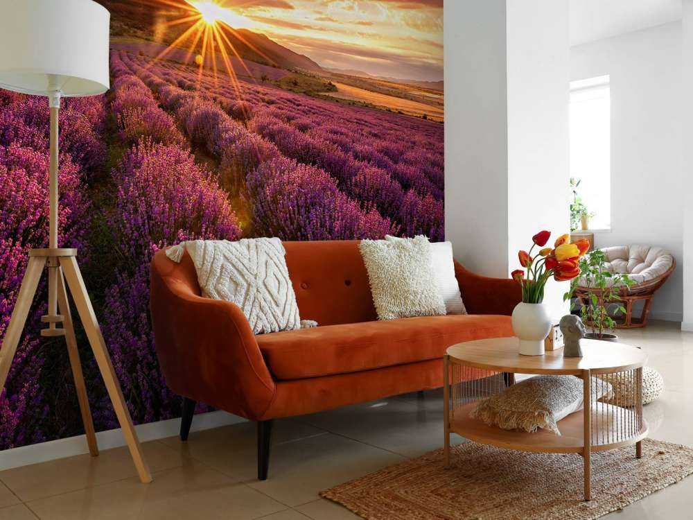 Lavendel under solen